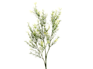 Asparagus vejica x 3 zelena