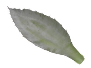 List aloe 36cm zelena plastika