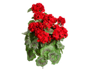 Šopek pelargonija viseča