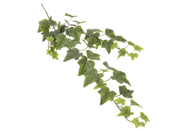 Edera vejica zelena svila