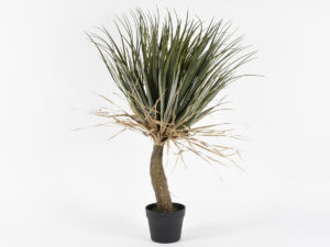 Dracena v črnem loncu 79cm zelena svila