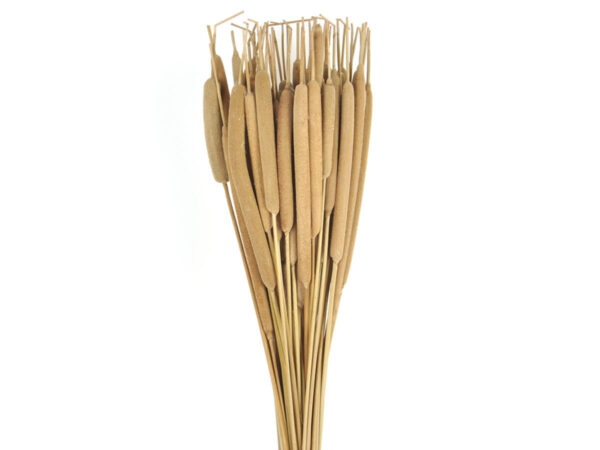 Reed spadix maxi /50kos natur
