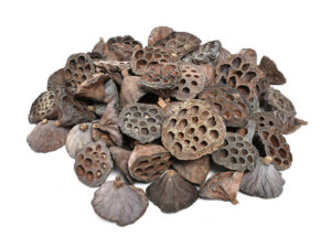Lotus glave small na piku /80kos natur