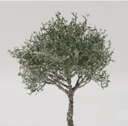 Veja 25cm zelena