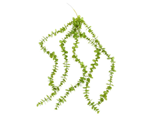 Evkaliptus padajoči x 5 zelena plastika