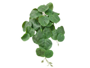 Kaladium padajoči zelena plastika