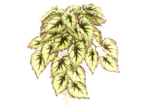 Begonia padajoča šopek zelena plastika