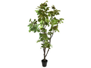 Figa drevo h230cm v loncu zelena plastika
