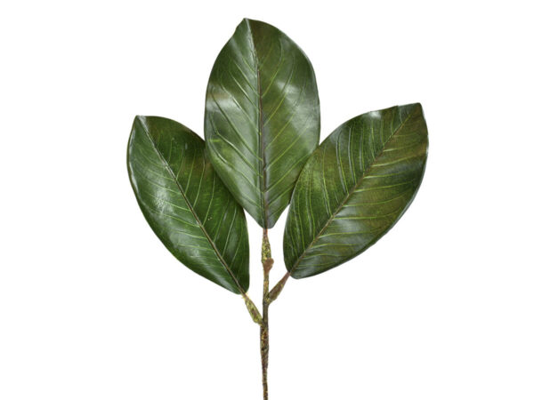 Magnolija list zelena