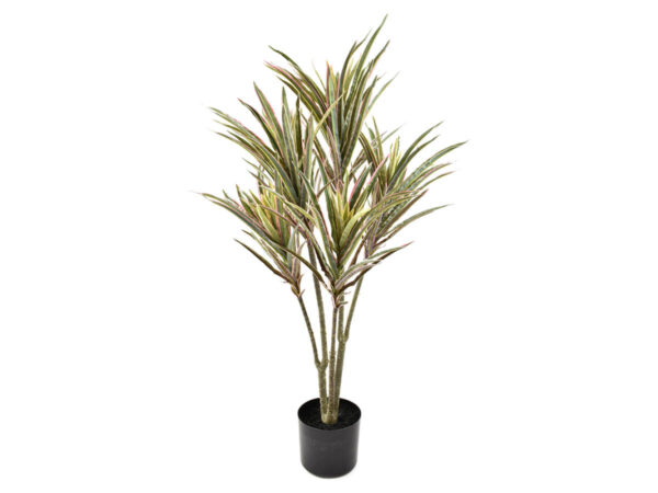 Dracena marginata x5 vlončena real touch rjava/zelena svila