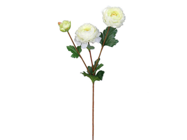 Ranunkulus vejica x 3 bela svila