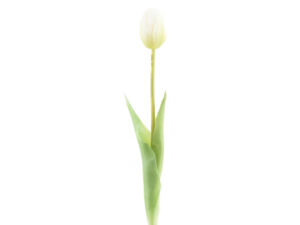 Tulipan enojni bel guma