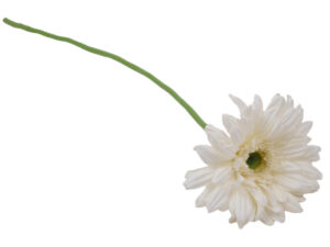 Gerbera krem svila