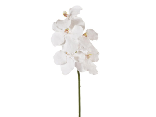 Orhideja vanda vejica 73cm bela