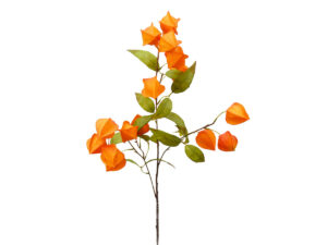Physalis vejica oranžna svila