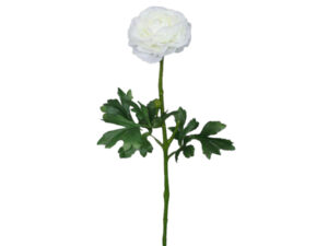 Ranunkulus vejica bela svila