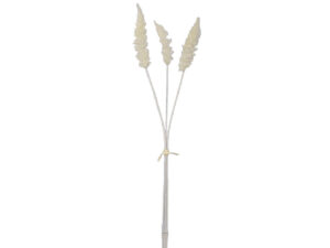 Astilbe vejica x3 krem