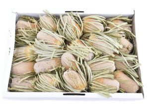Banksia hookerana /20kos natur