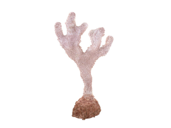 Korala h26,6cm koral polirezina